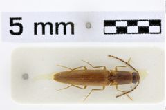 Foto (Dorsalansicht) von Martiniana carinata (Schimmel, 1996)